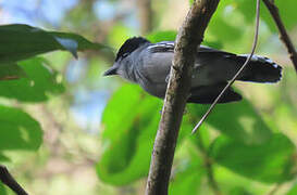 Black-capped Becard