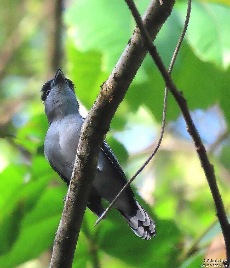 Black-capped Becard male adult