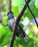 Black-capped Becard