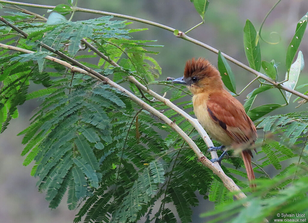 Slaty Becard female adult