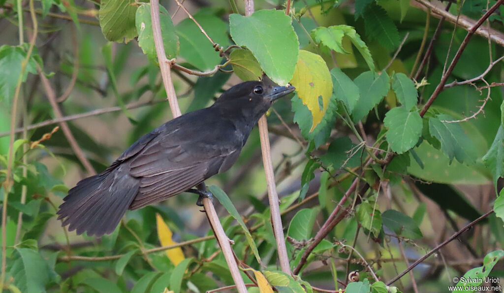 Slaty Becard male adult