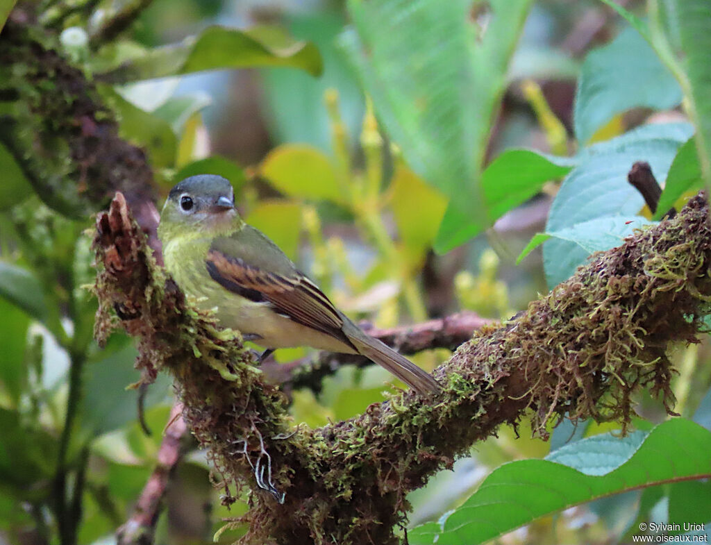 Barred Becard female adult