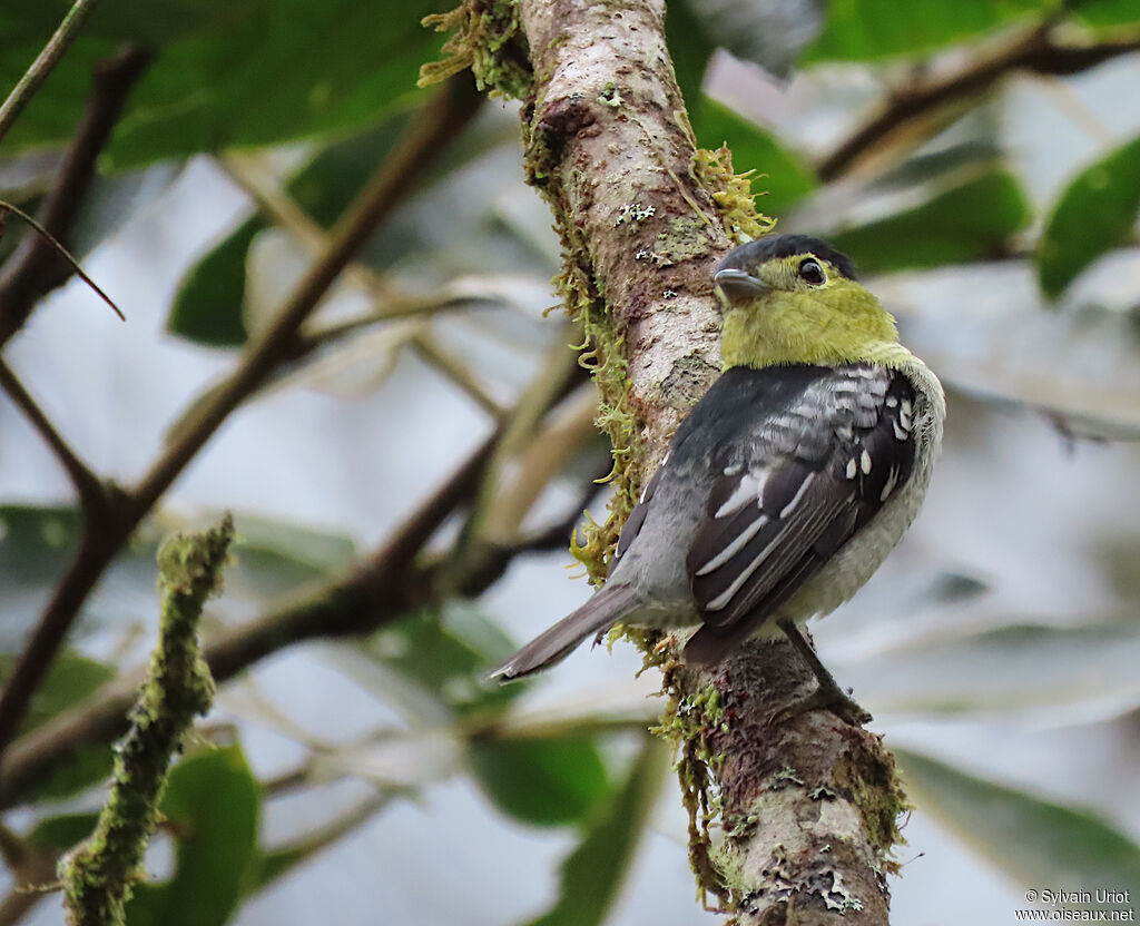 Barred Becard male adult