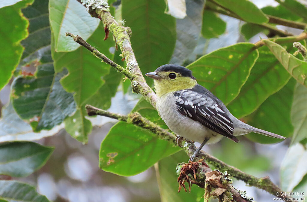 Barred Becard male adult