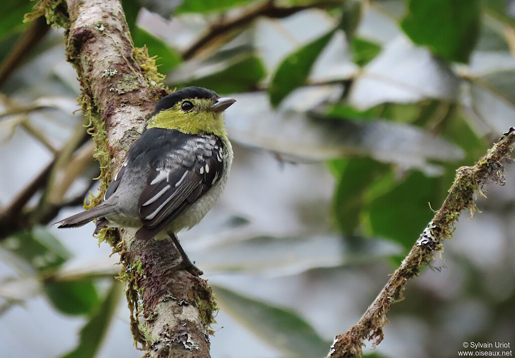 Barred Becard male adult