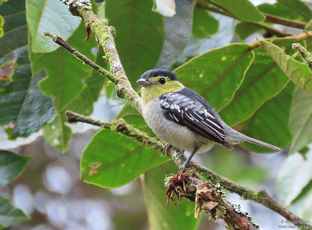 Barred Becard male adult