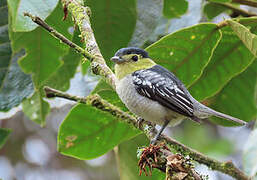 Barred Becard