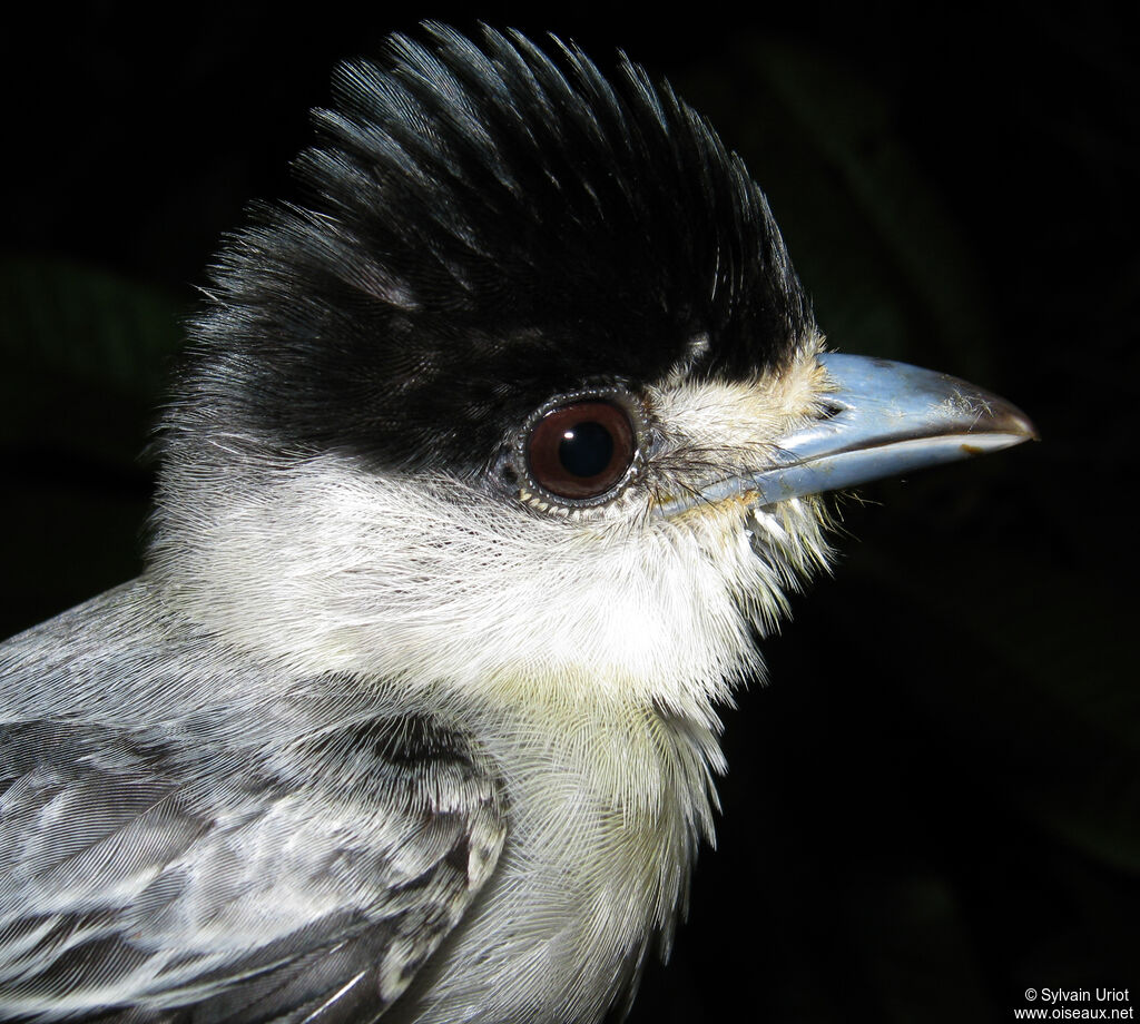 Cinereous Becard male adult