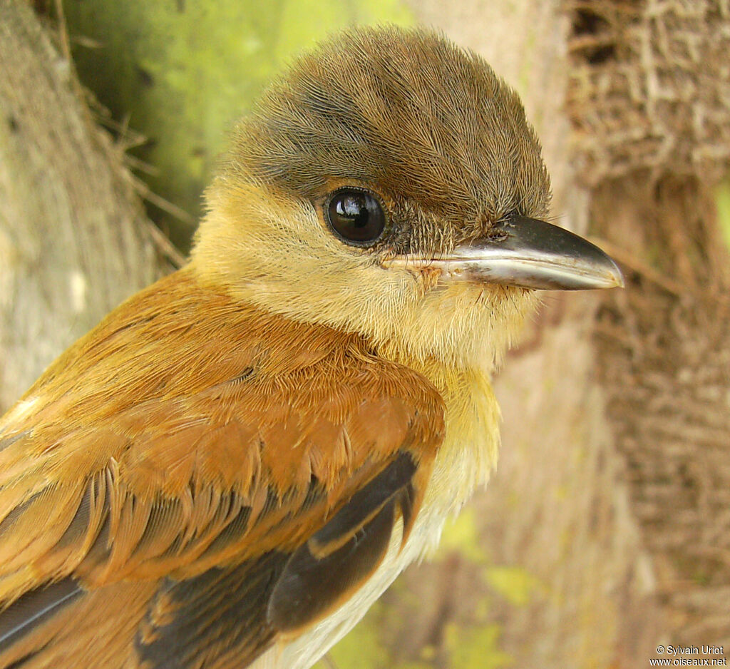 Cinereous Becard female adult