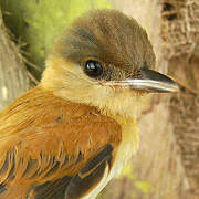 Cinereous Becard
