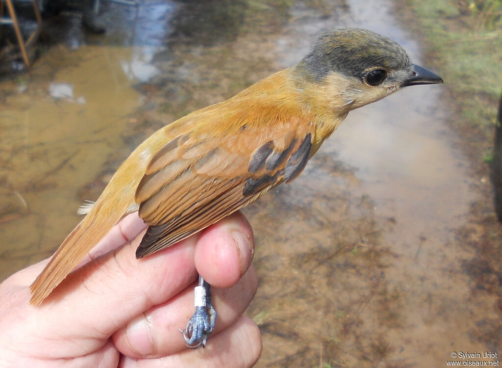 Cinereous Becard male immature