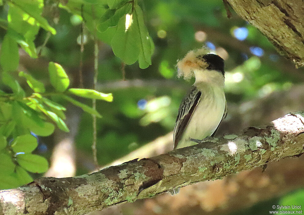 Cinereous Becard male adult