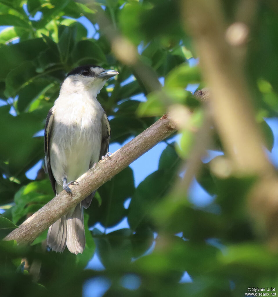 Cinereous Becard male adult