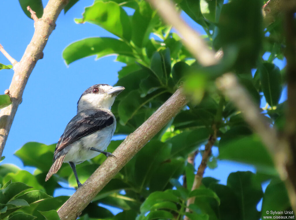 Cinereous Becard male adult