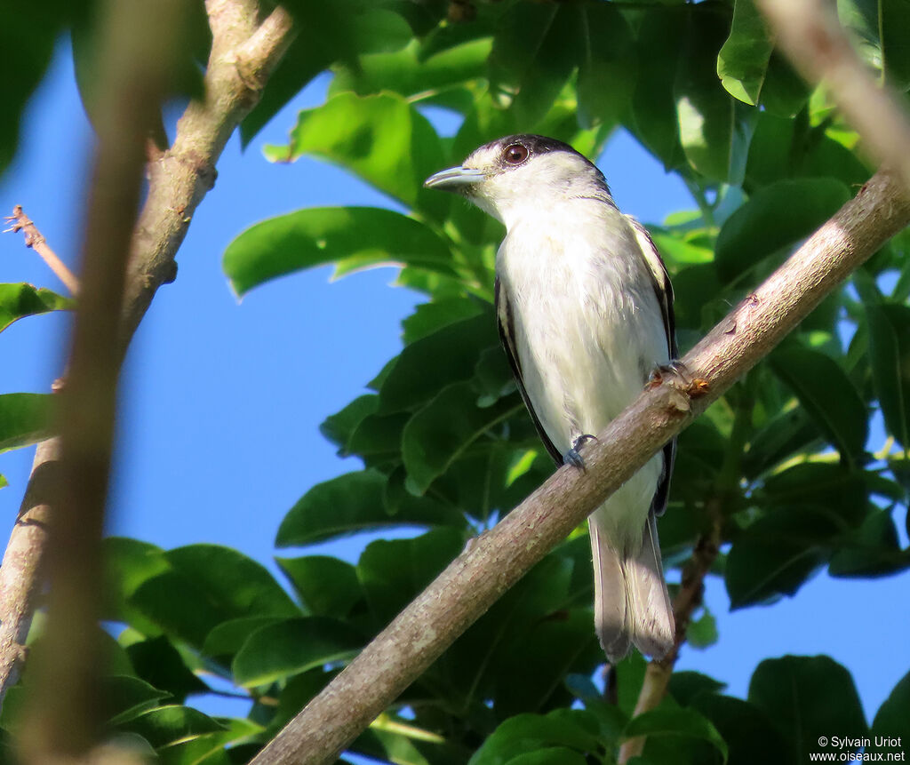 Cinereous Becard male adult