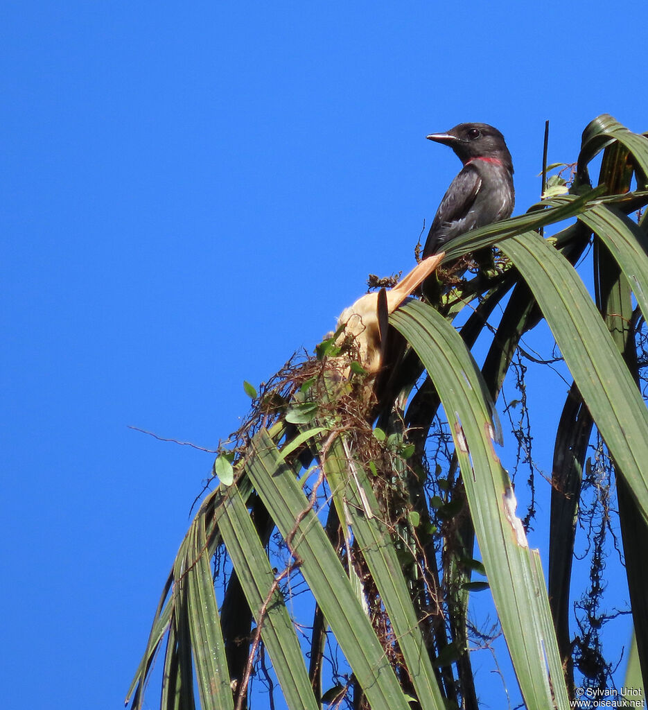 Pink-throated Becard male adult