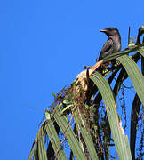 Pink-throated Becard