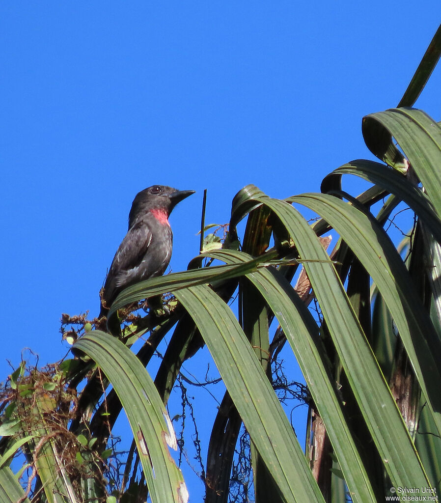 Pink-throated Becard male adult