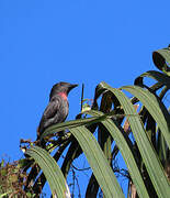 Pink-throated Becard