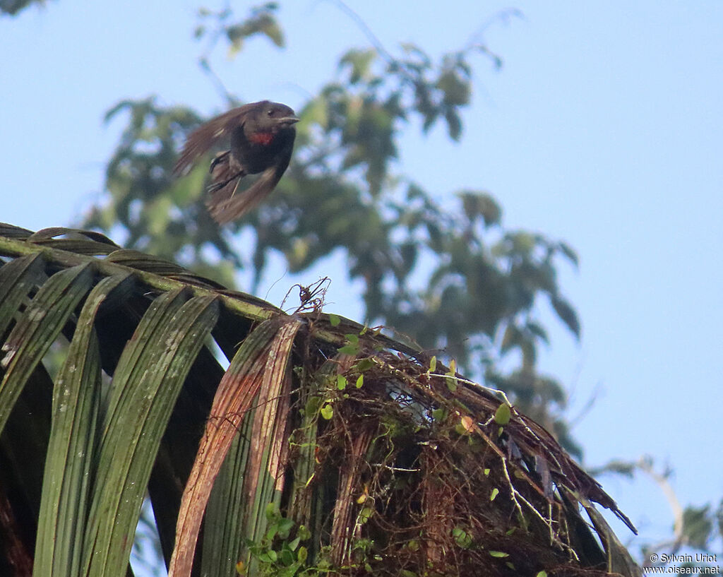 Pink-throated Becard male adult