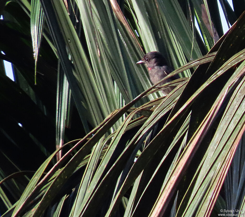 Pink-throated Becard male adult