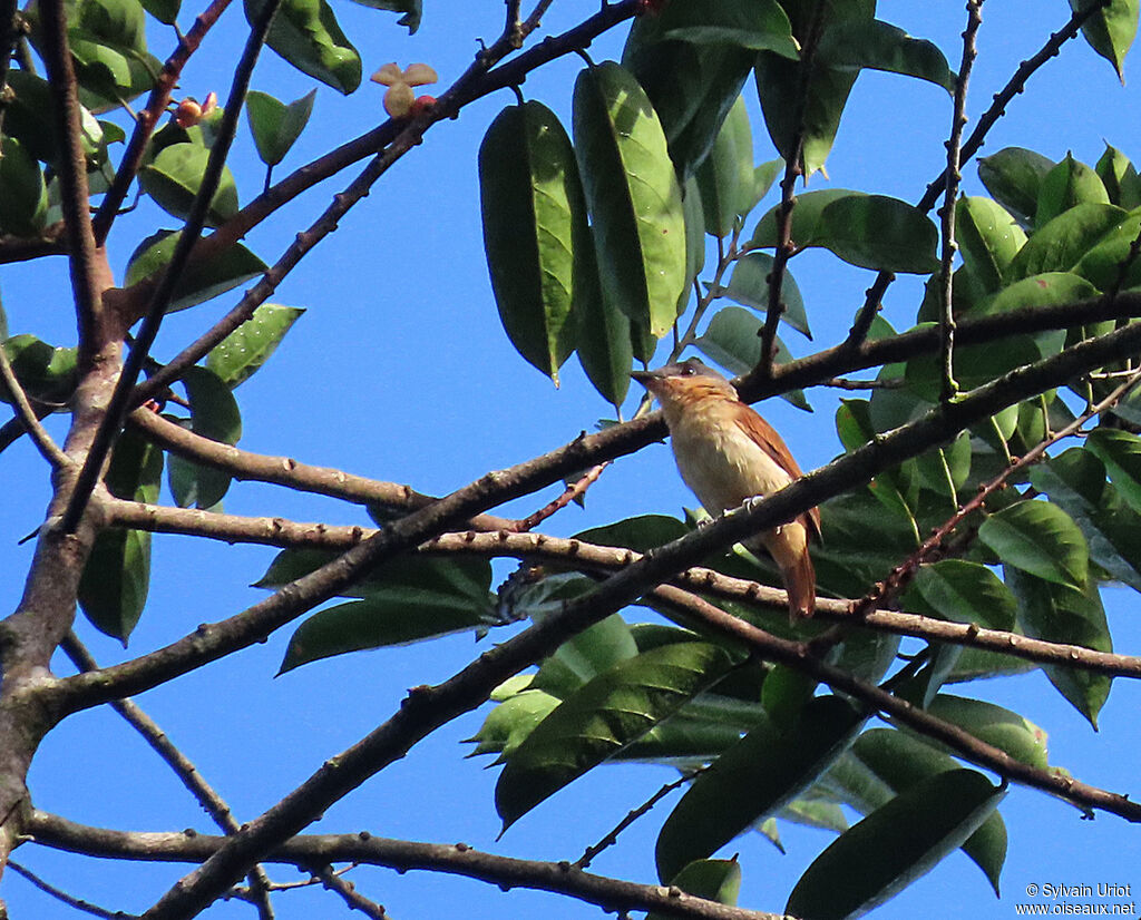 Pink-throated Becard female adult