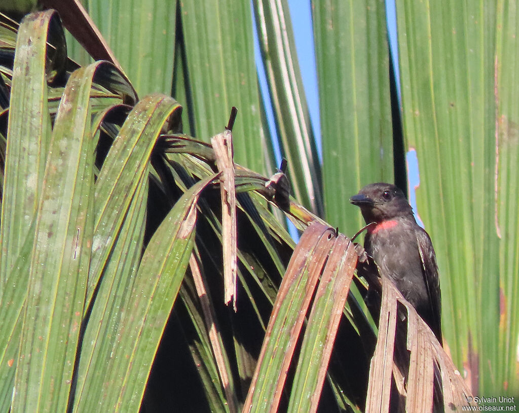 Pink-throated Becard male adult