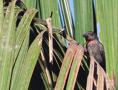 Pink-throated Becard