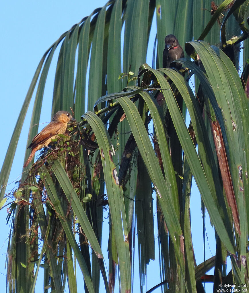 Pink-throated Becardadult, Reproduction-nesting