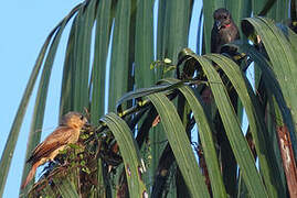 Pink-throated Becard