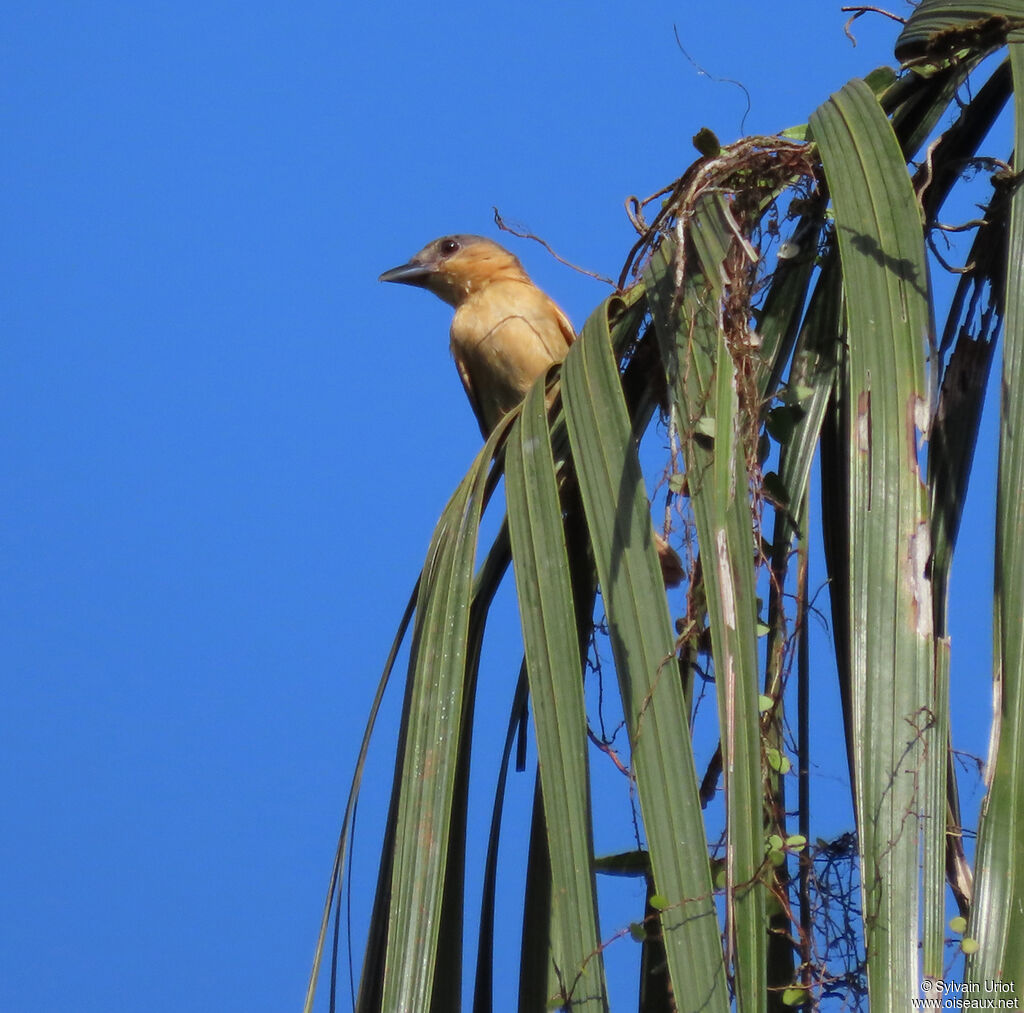 Pink-throated Becard female adult