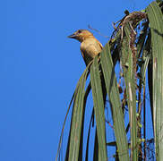 Pink-throated Becard