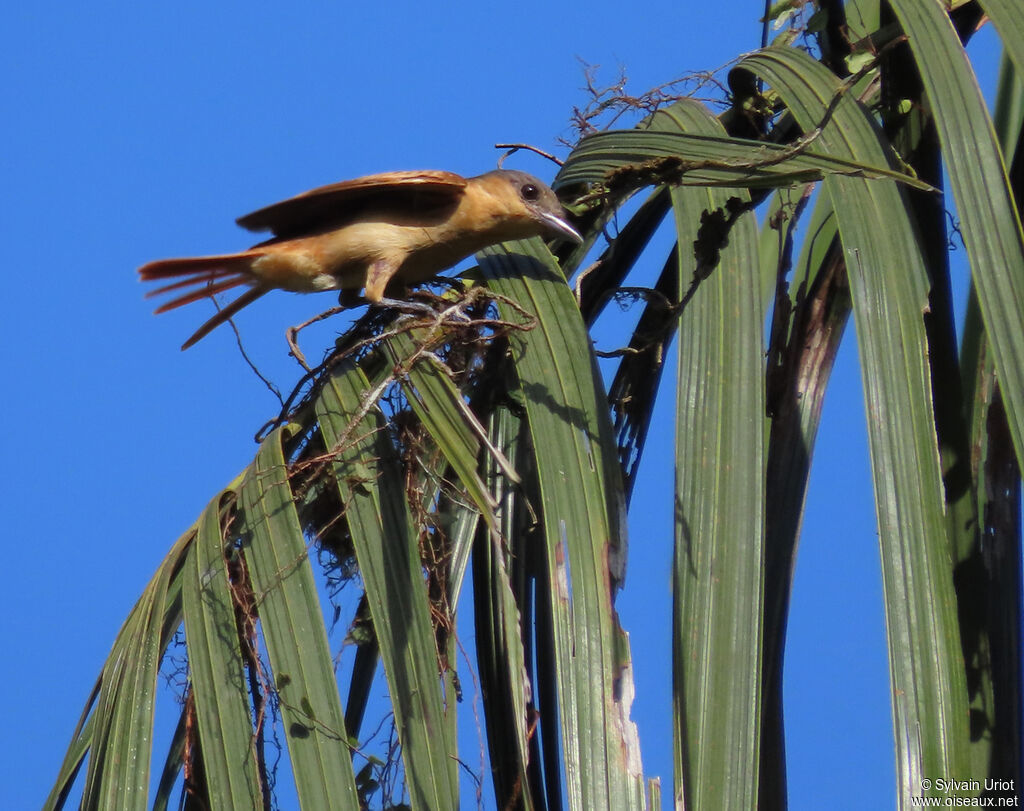 Pink-throated Becard female adult