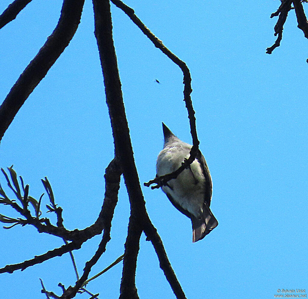 Glossy-backed Becard male adult