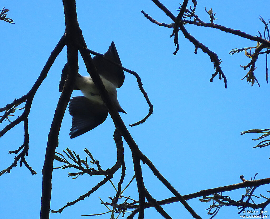 Glossy-backed Becard male adult