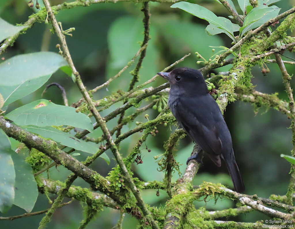 One-colored Becard male adult