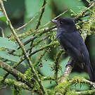 Bécarde unicolore