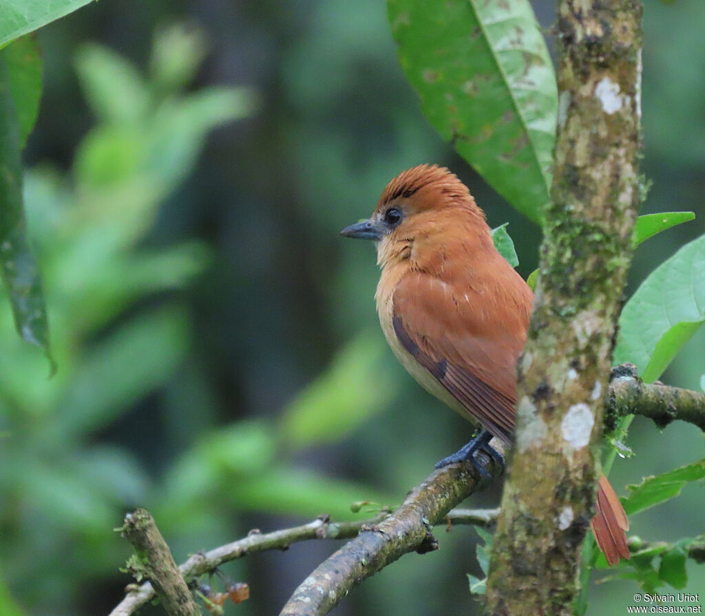 One-colored Becard female adult