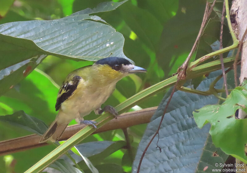 Green-backed Becard male adult