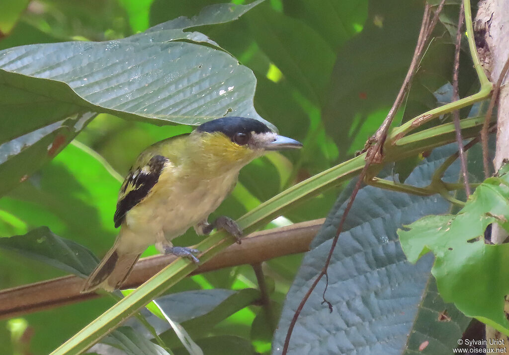 Green-backed Becard male adult