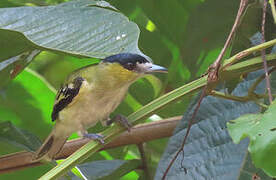 Green-backed Becard