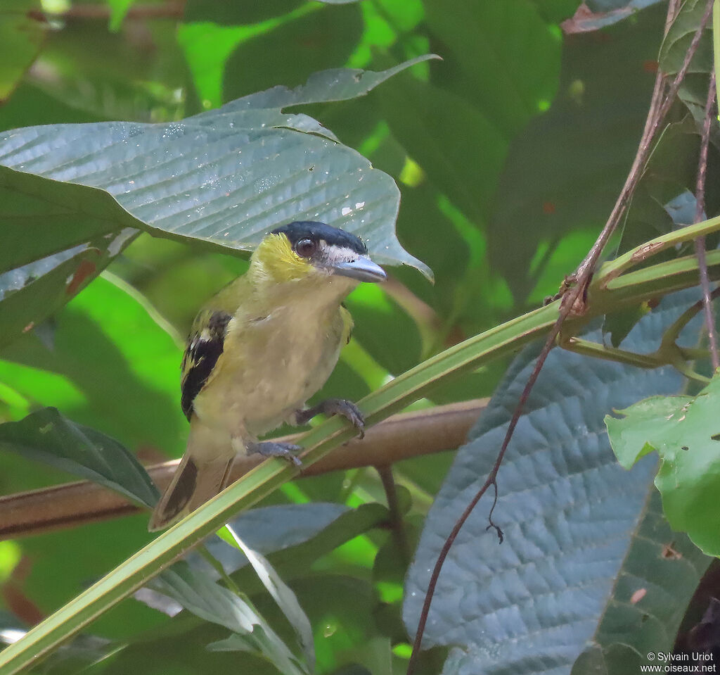 Green-backed Becard male adult