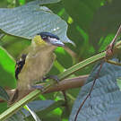 Bécarde verte