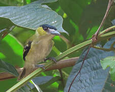 Green-backed Becard