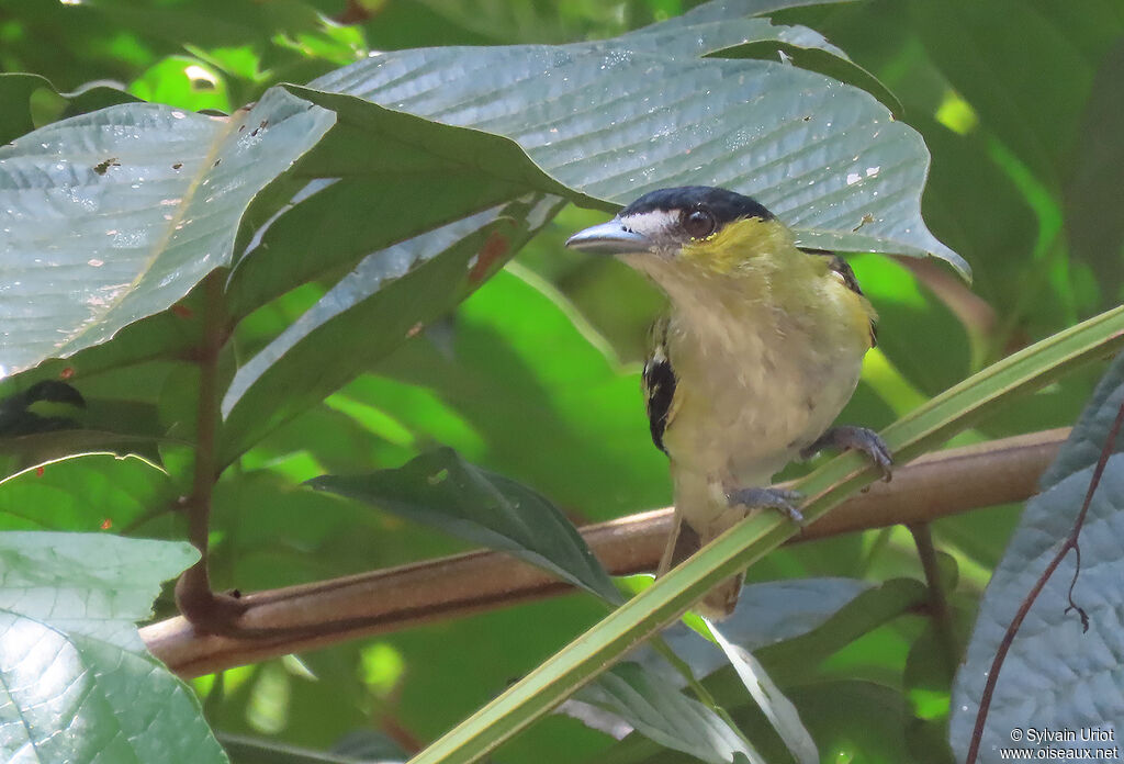 Green-backed Becard male adult