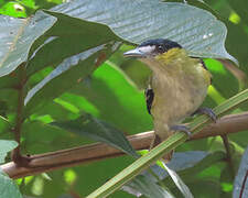 Green-backed Becard