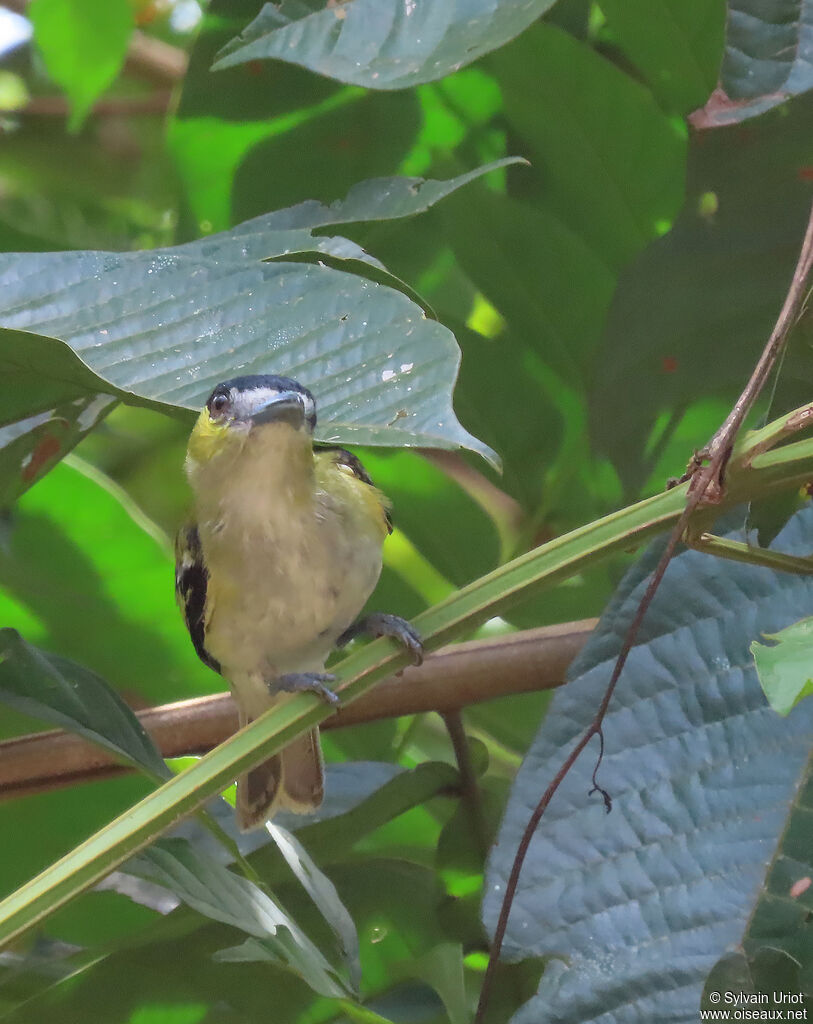 Green-backed Becard male adult