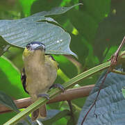 Green-backed Becard