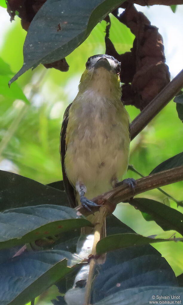 Green-backed Becard male adult