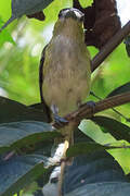 Green-backed Becard